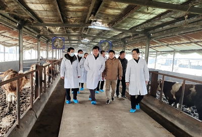 “鄂”牛出山記 跨越三省七市的品質之旅，湖北農發牛肉香飄粵港澳大灣區